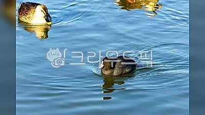 리플, 일본 SBI와 손잡고 스테이블코인 RLUSD