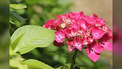 태종대 수국꽃 축제 7월 개막, 관광지 정비 본격화